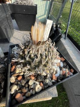 Turbinicarpus klinkerianus